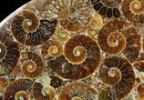 Plate Made Of Agatized Ammonite Fossils #51051-1